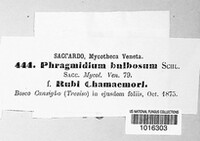 Phragmidium bulbosum image